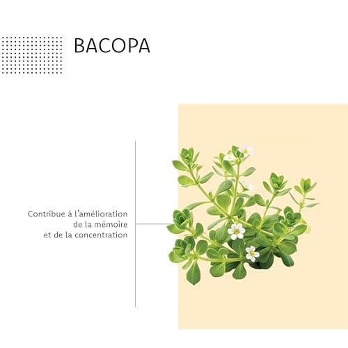 Geniusactifs - Mémoire & Concentration - Ginkgo Biloba, Caféine, Guarana - 15 Jours De Prise - 30 Comprimés - Aragan