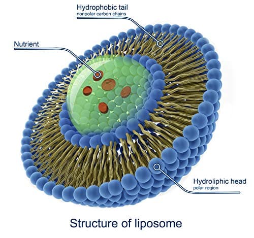 LABORATOIRE SYNERGIA MAG BOOST 60 Comprimés | Résistance Accrue au Stress et à la Fatigue Physique et Muscle | Magnésium